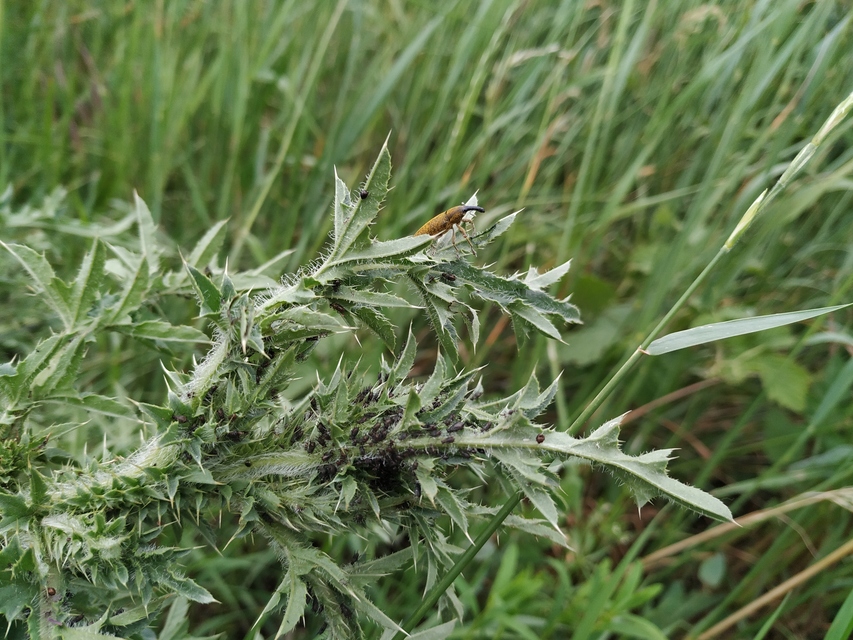 Lixus pulverulentus - mályvafúró dudvabarkó