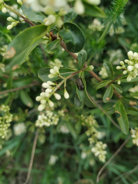 Closterotomus fulvomaculatus - komlópoloska