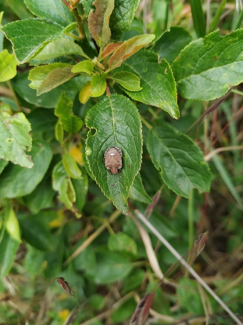 Dyroderes umbraculatus Dyroderes umbraculatus