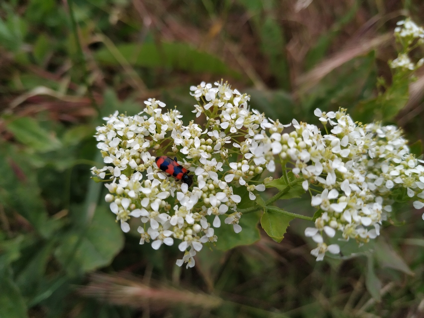 Trichodes apiarius - szalagos méhészbogár