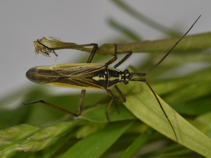 Leptopterna dolabrata - közönséges mezeipoloska