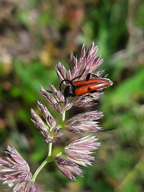 Vadonia unipunctata - kétpettyes virágcincér
