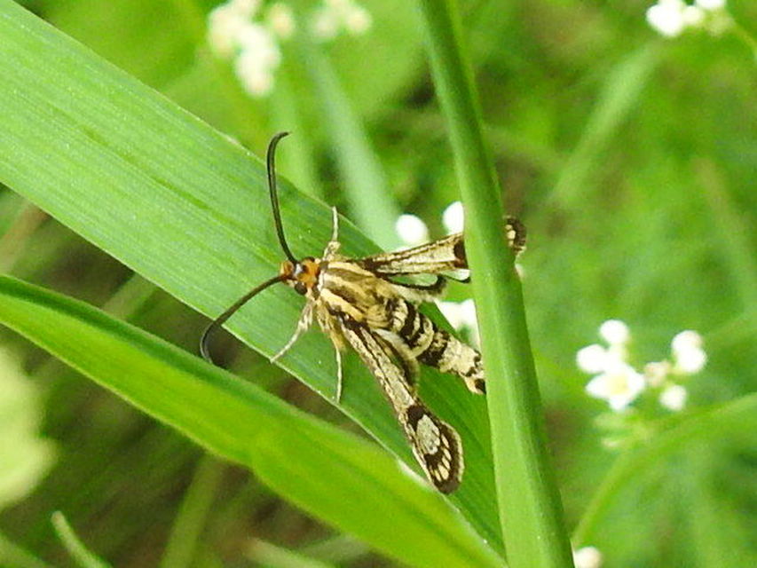 Sesiidae - szitkárfélék