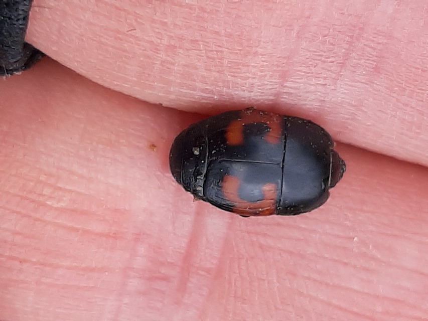 Hister quadrimaculatus - közönséges sutabogár