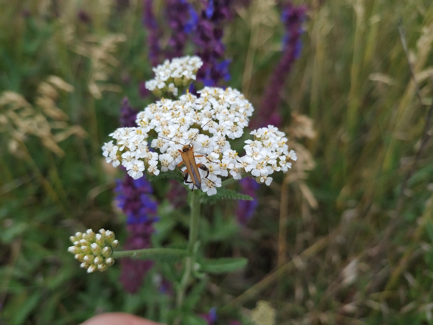 Oedemera podagrariae - székfű-álcincér
