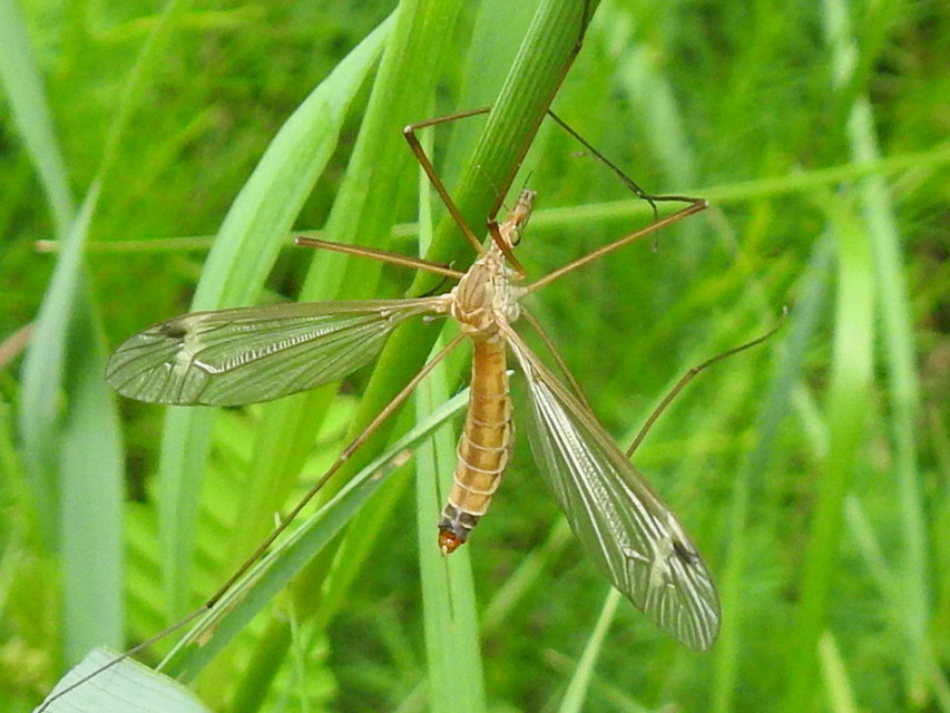 Tipula