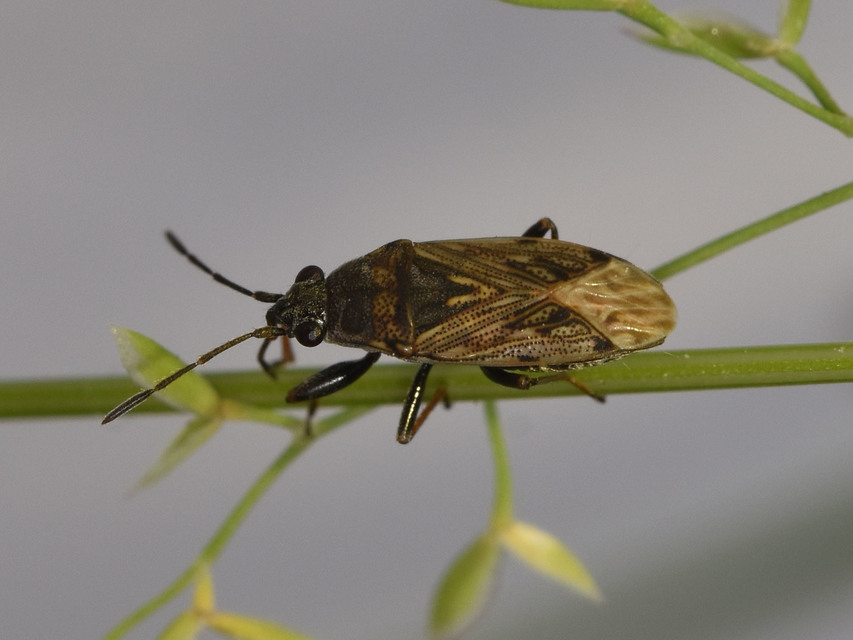 Peritrechus gracilicornis - vékonycsápú feketésbodobács