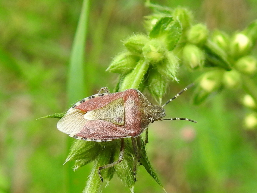 Dolycoris baccarum - közönséges bogyómászó-poloska Dolycoris baccarum - közönséges bogyómászó-poloska