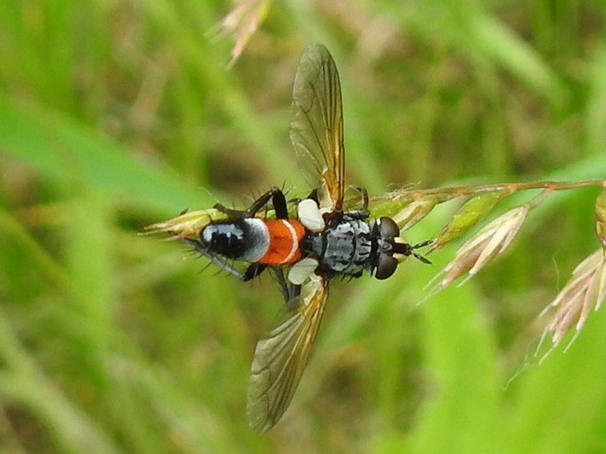 Cylindromyia