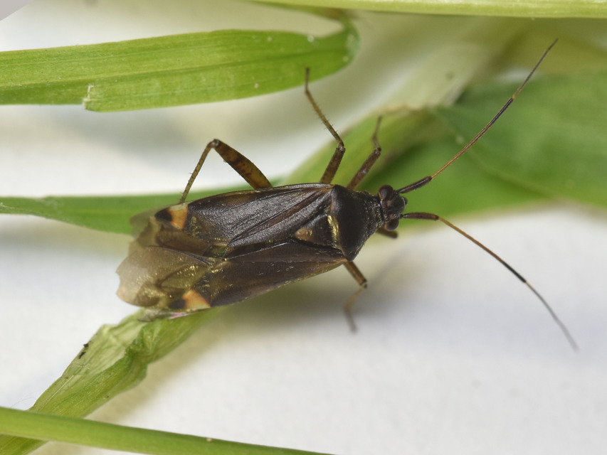 Closterotomus fulvomaculatus - komlópoloska