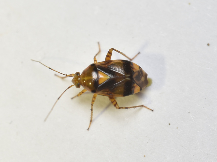 Liocoris tripustulatus - hárompettyes mezeipoloska