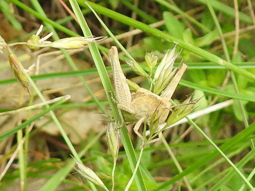 Chorthippus (Glyptobothrus) (subgenus)