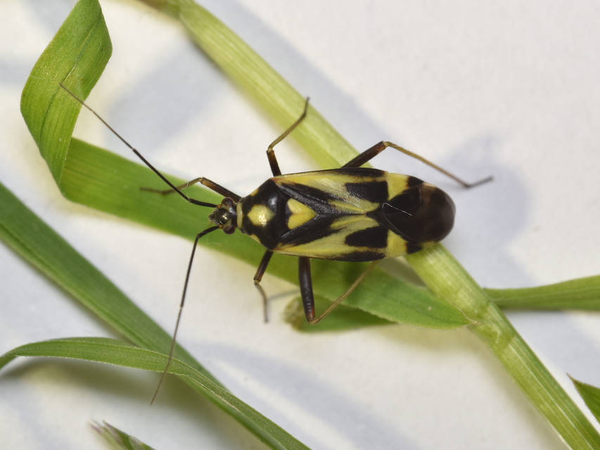 Grypocoris sexguttatus - hatpettyes díszpoloska Grypocoris sexguttatus - hatpettyes díszpoloska