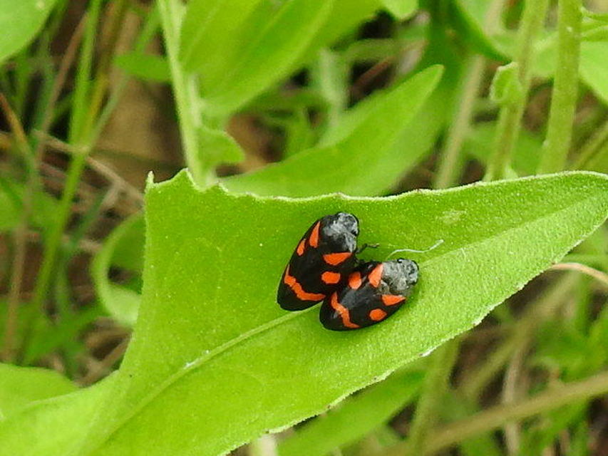 Cercopis arcuata/sanguinolenta