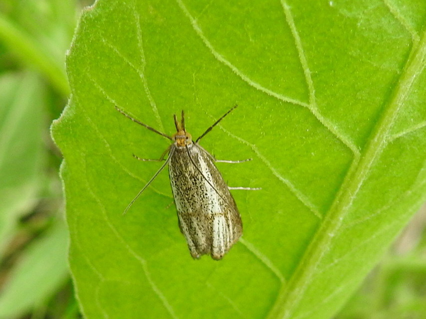 Thisanotia chrysonuchella - tavaszi fűgyökérmoly