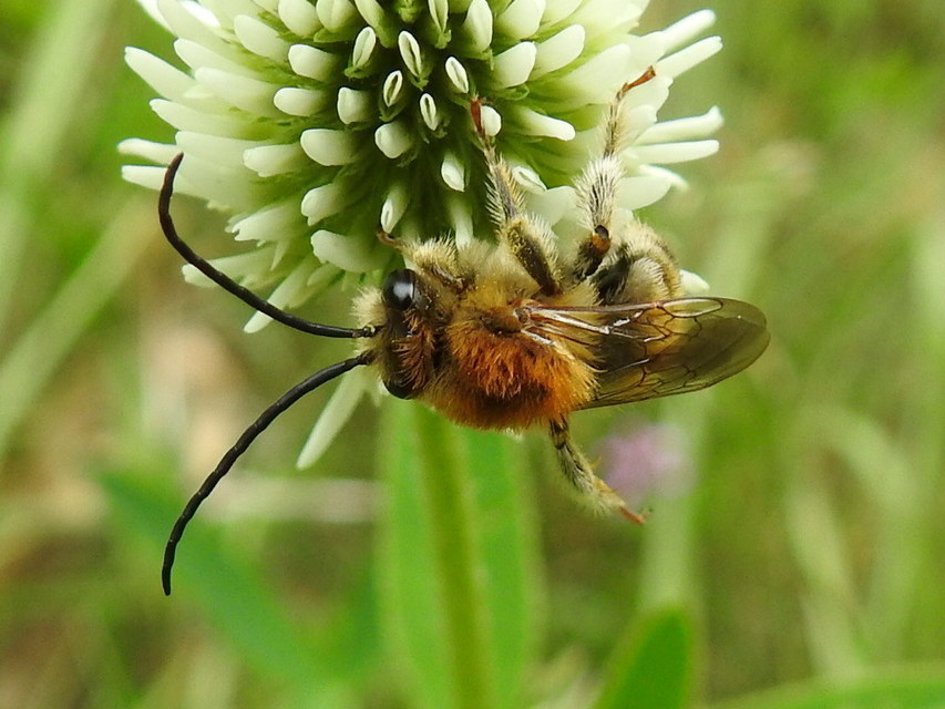 Eucera