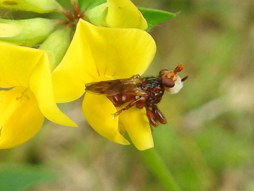 Myopa