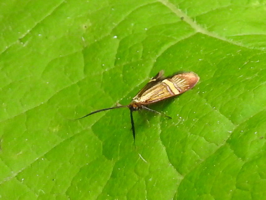 Nemophora degeerella - pompás tőrösmoly
