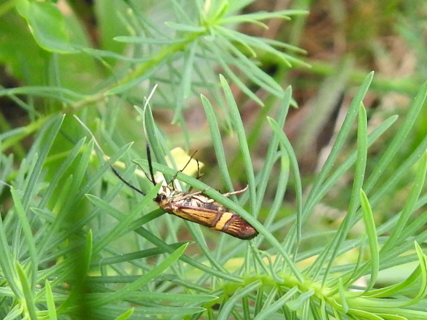 Nemophora degeerella - pompás tőrösmoly