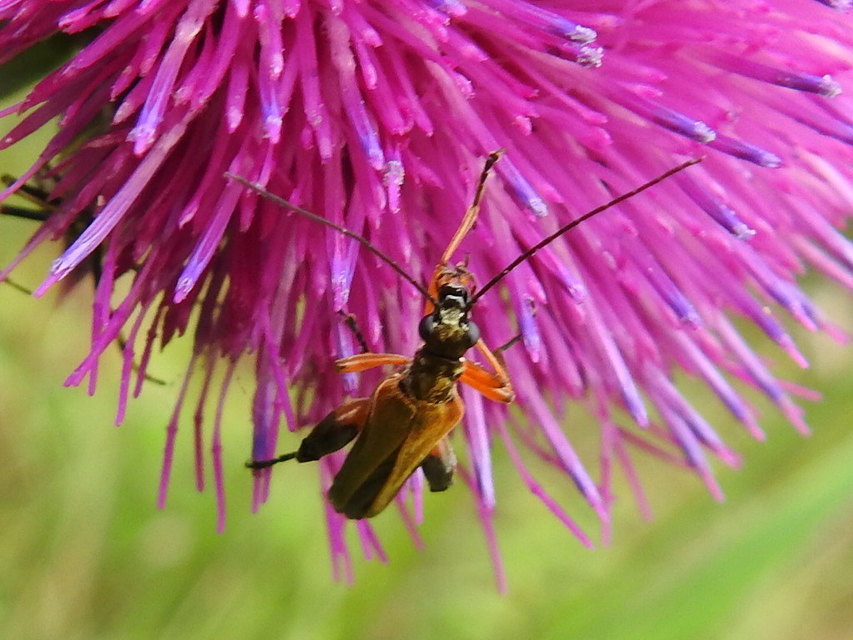 Oedemera podagrariae - székfű-álcincér