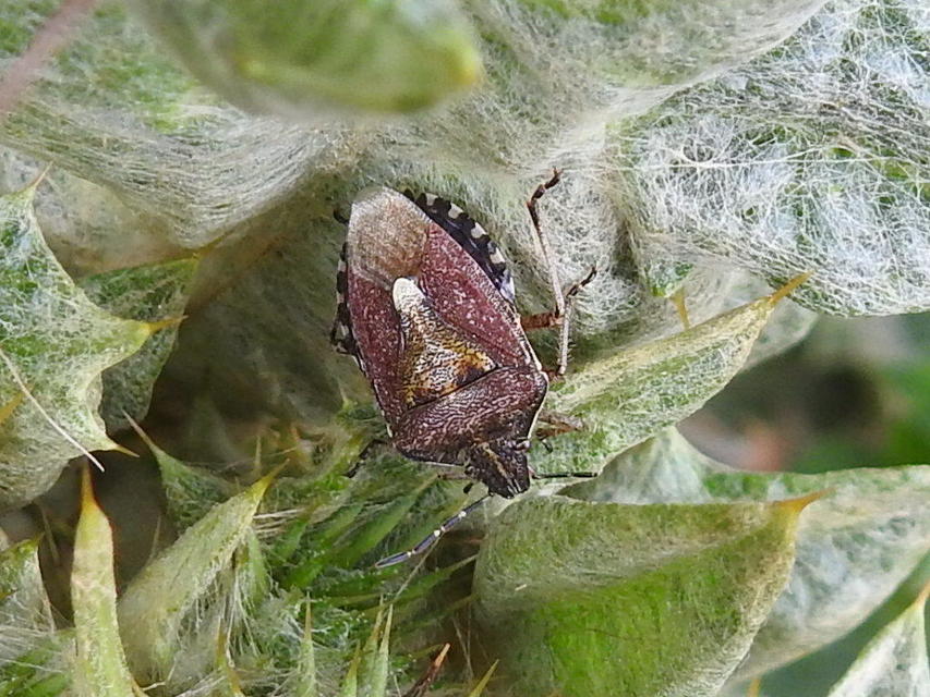 Dolycoris baccarum - közönséges bogyómászó-poloska Dolycoris baccarum - közönséges bogyómászó-poloska