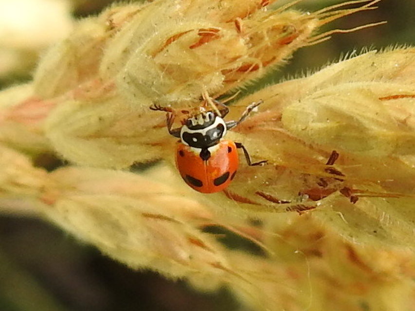 Hippodamia variegata - tizenhárompettyes katica