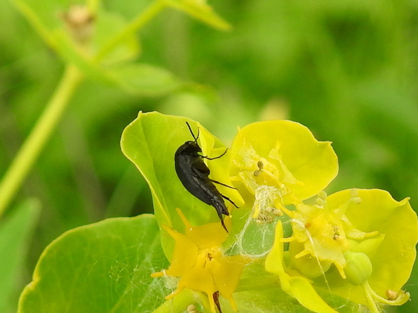 Mordellidae - marókafélék