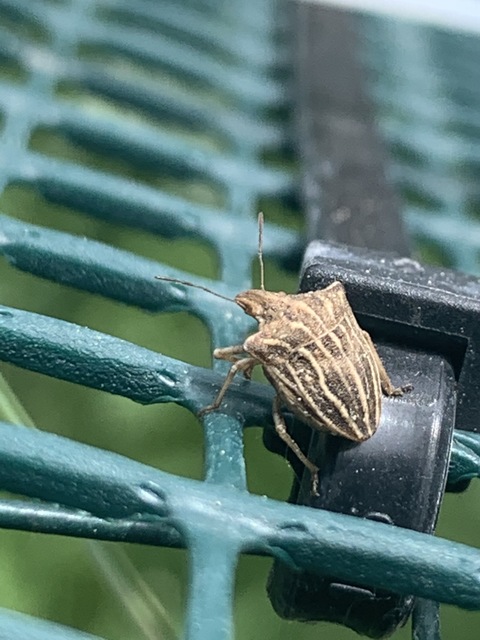 Ancyrosoma leucogrammes - vállas poloska