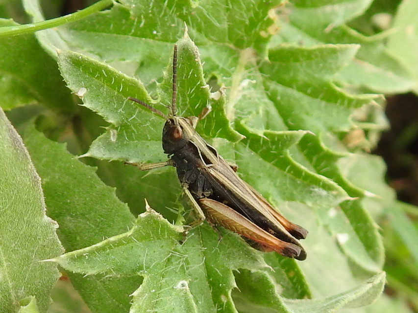 Omocestus rufipes - vöröshasú tarlósáska