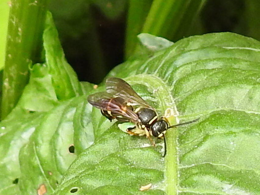 Gorytes
