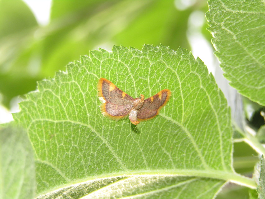 Hypsopygia costalis - szénailonca