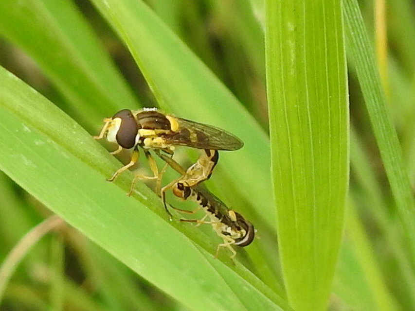 Sphaerophoria