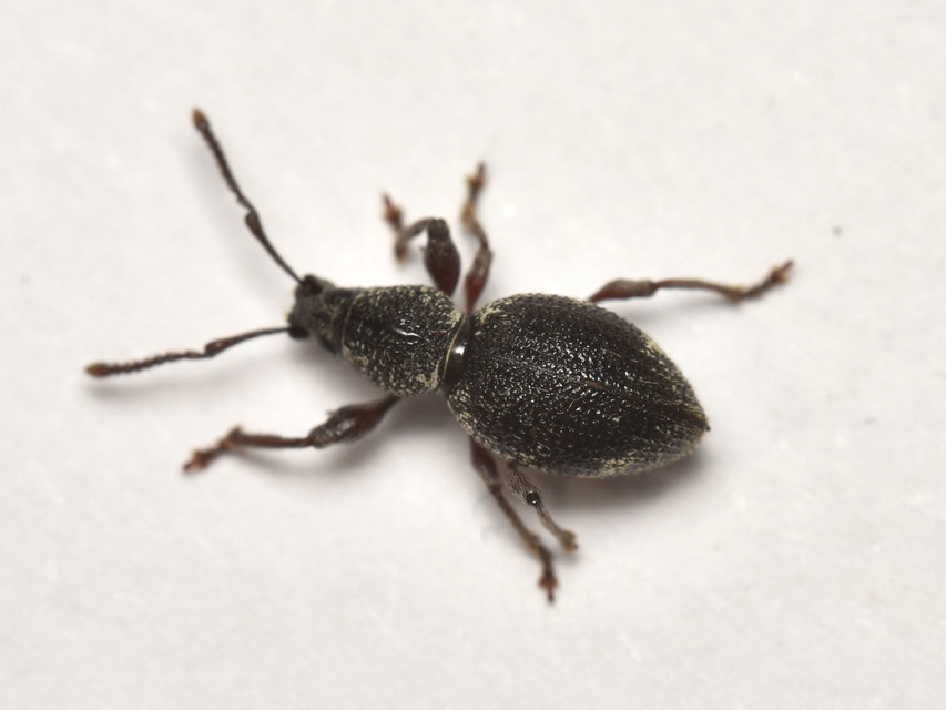 Otiorhynchus fullo - aranypikkelyes gyalogormányos