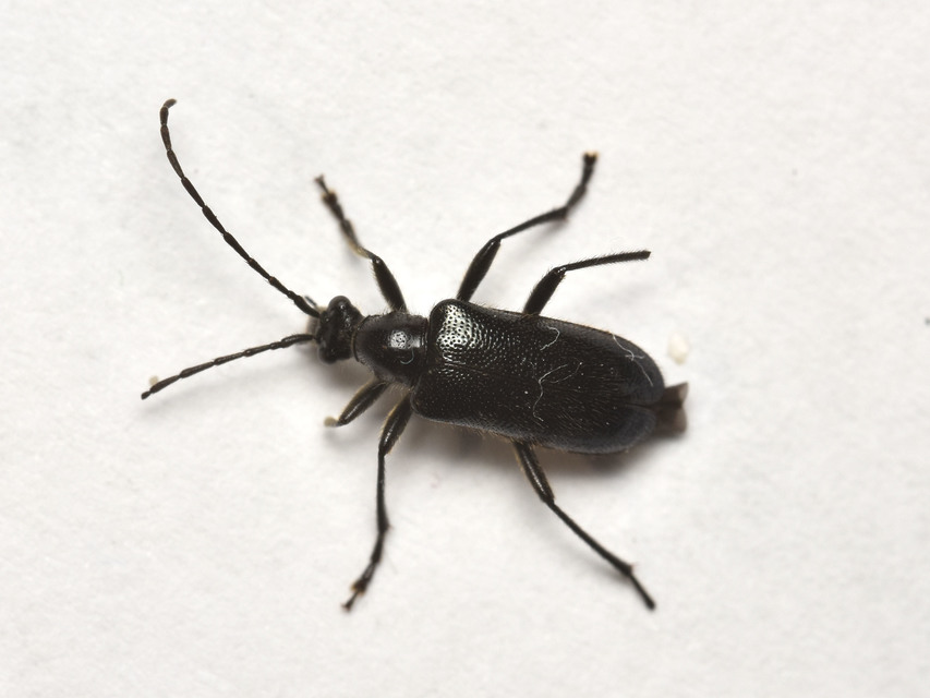 Dinoptera collaris - vörösnyakú virágcincér