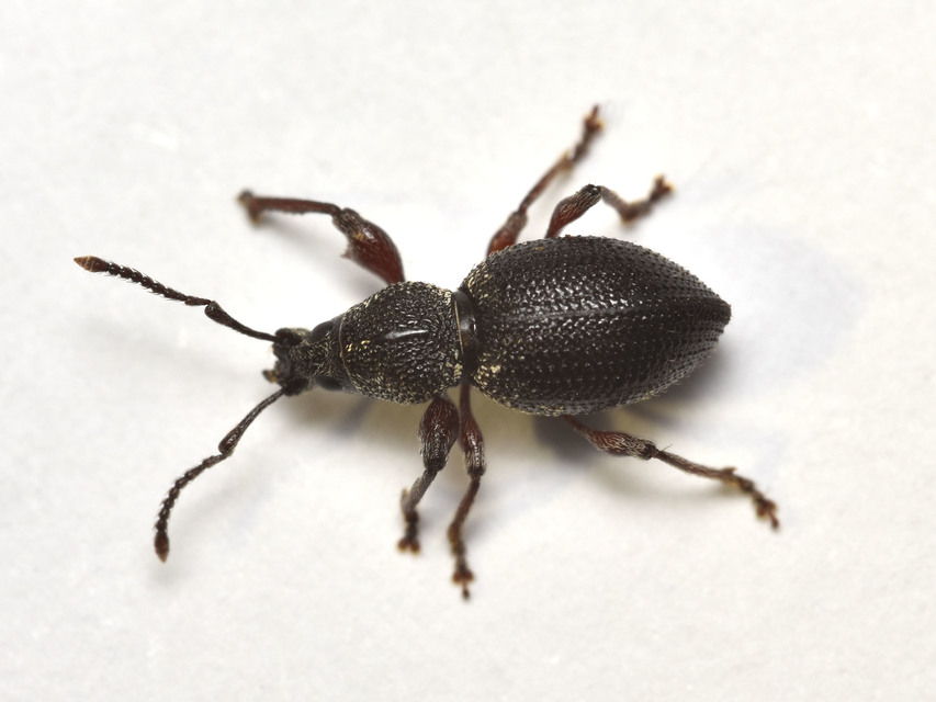 Otiorhynchus fullo - aranypikkelyes gyalogormányos