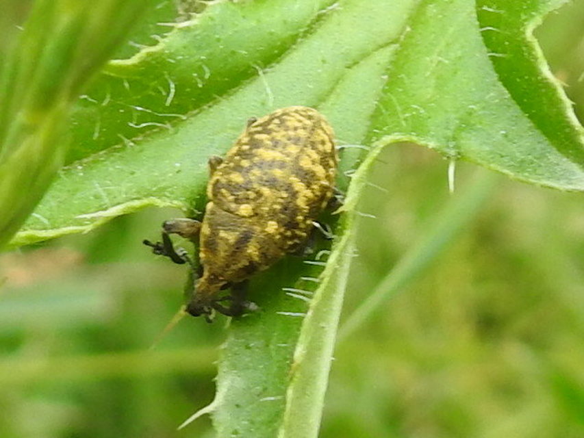 Larinus