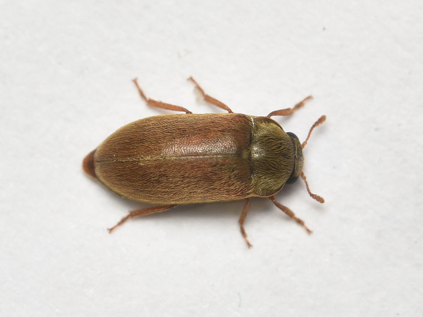 Byturus ochraceus - gyömbérgyökérbogár