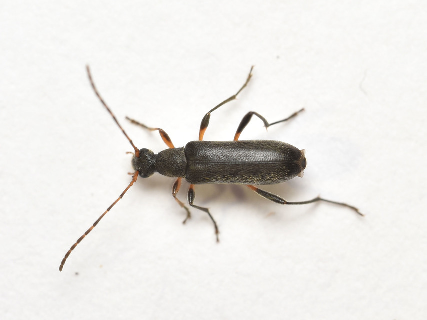 Grammoptera ruficornis - gyűrűscsápú galagonyacincér Grammoptera ruficornis - gyűrűscsápú galagonyacincér