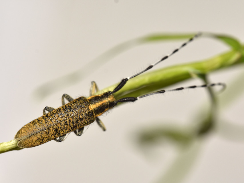 Agapanthia villosoviridescens - fehérgyűrűs bogáncscincér
