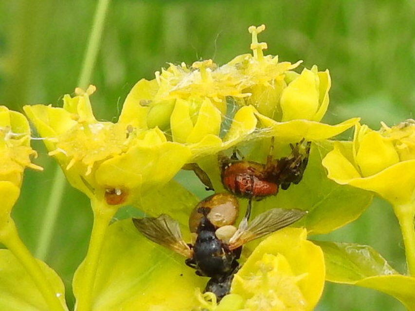 Synema globosum - fekete-sárga karolópók
