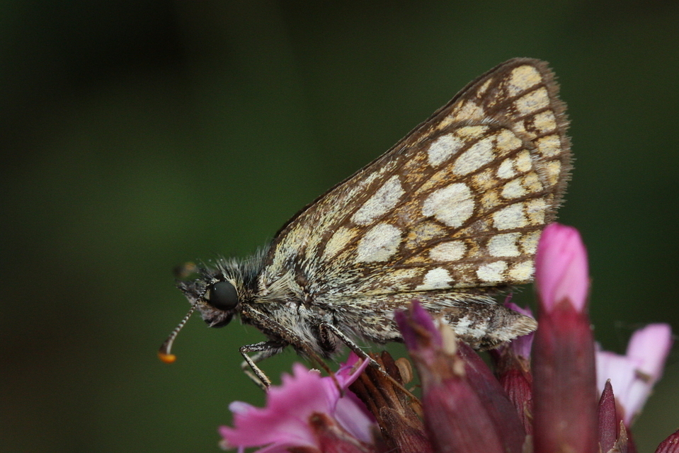 Carterocephalus palaemon - kockás busalepke