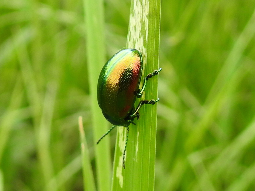 Chrysolina herbacea - zöld mentalevelész