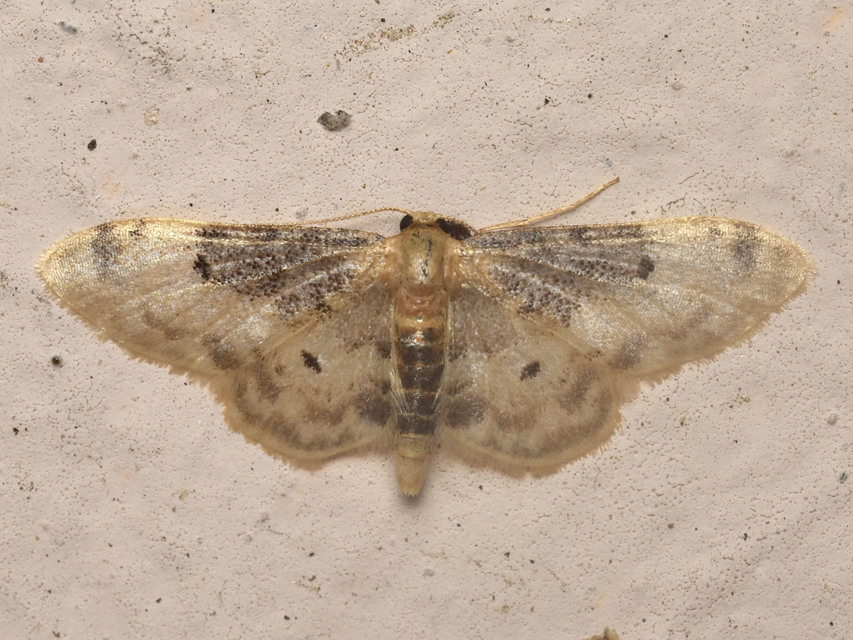 Idaea filicata - sötéttövű apróaraszoló