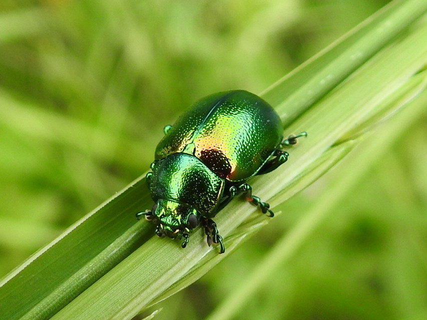 Chrysolina herbacea - zöld mentalevelész