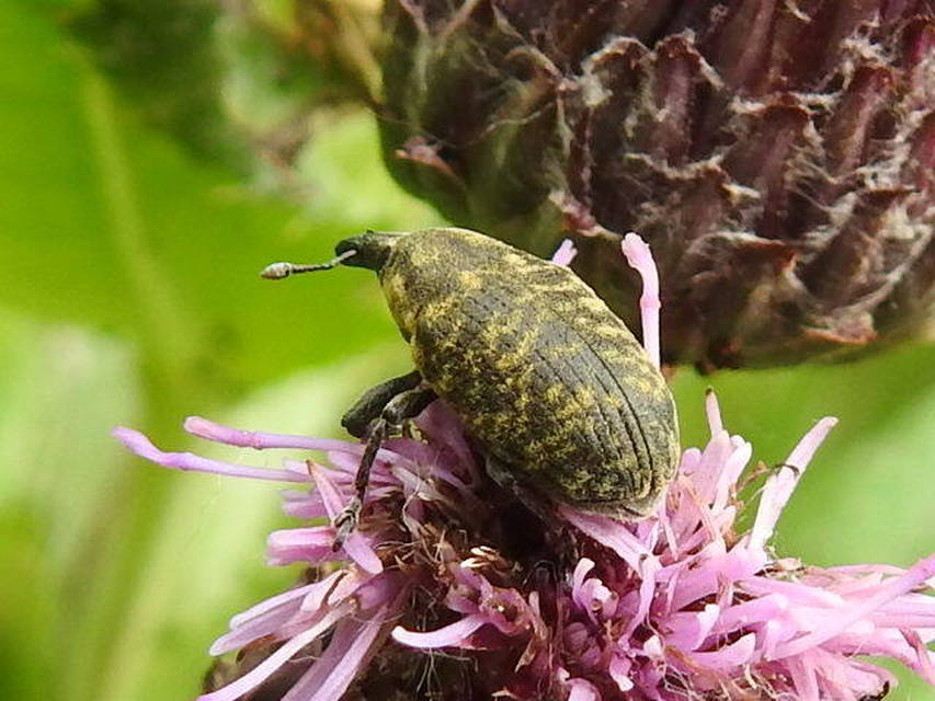 Larinus turbinatus - kúposorrú púderbarkó