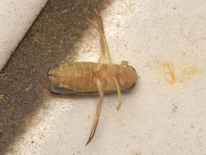 Corixidae - búvárpoloskák Corixidae - búvárpoloskák