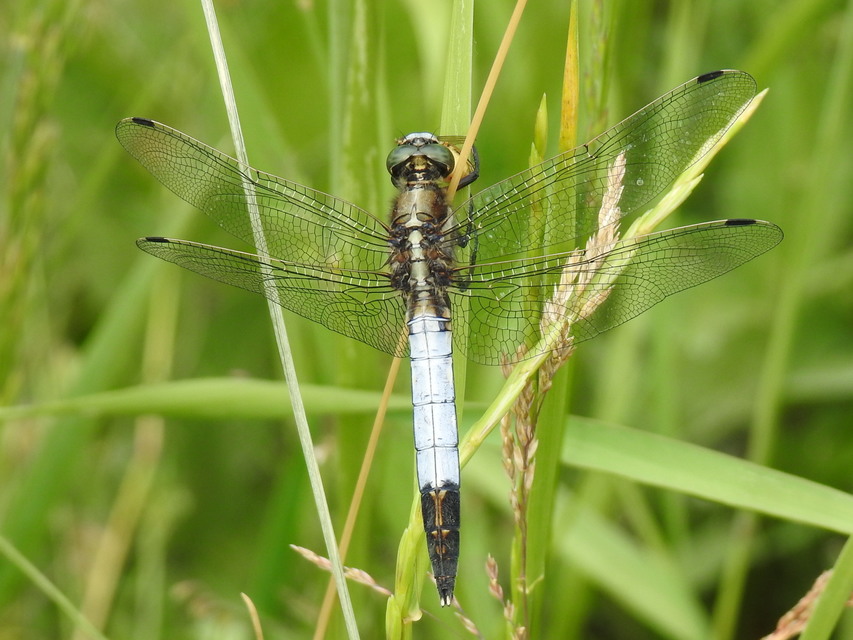 Orthetrum albistylum - fehérfarkú pásztorszitakötő