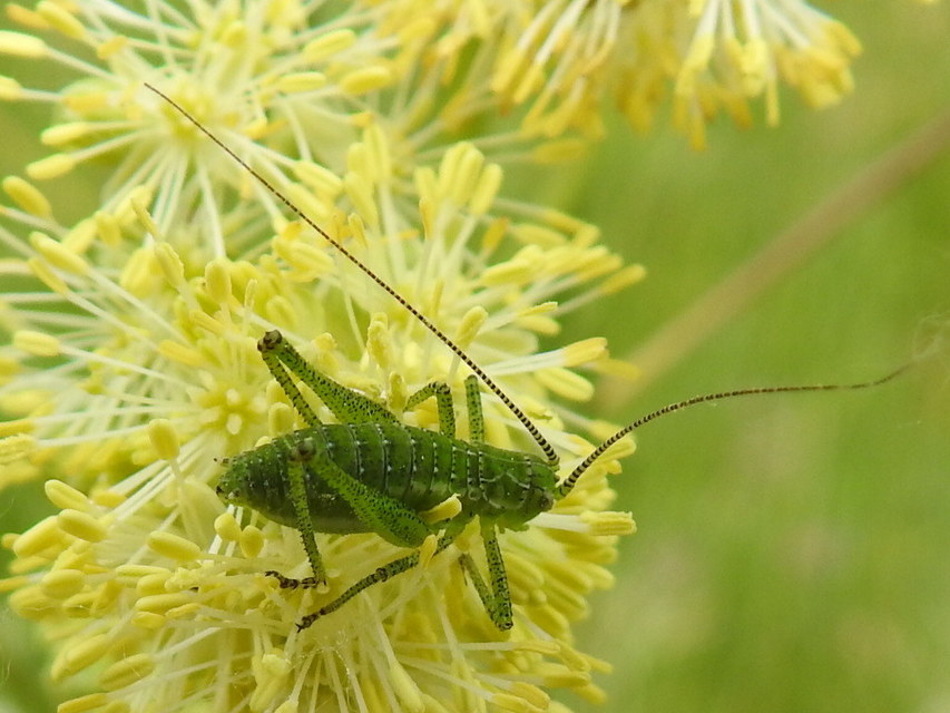 Leptophyes albovittata - közönséges virágszöcske