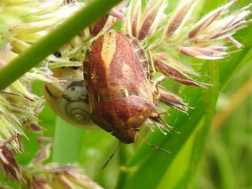 Eurygaster Eurygaster