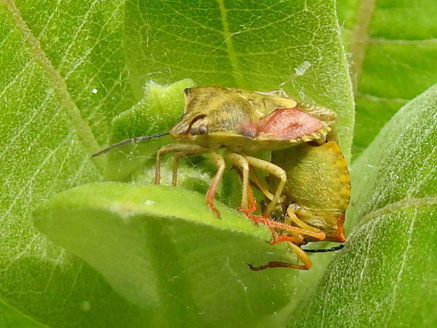 Carpocoris